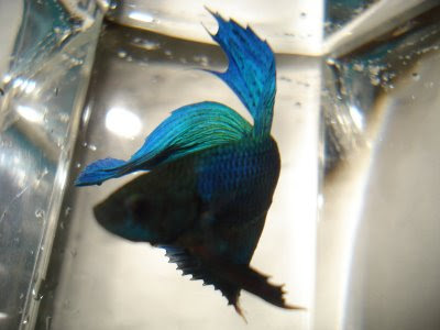 betta splenden