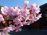 洛南、東寺の見事な河津桜。