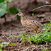 Rain Quail