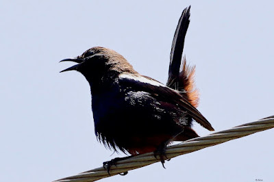 "Indian Robin - Copsychus fulicatus,perched,chirping a song."