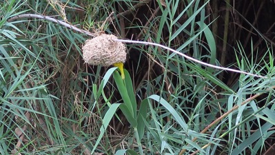 Weaver Bird Yellow in Nest