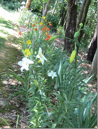 Lilybed2_June14