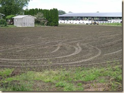 community corn patch