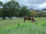 Matagal no Parque do Lago vira pasto de cavalos