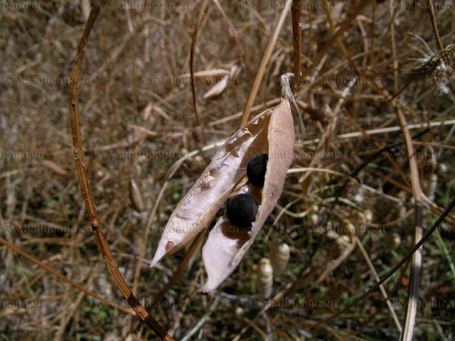 Baccello con semi di Vicia cracca - © www.baducanu.eu