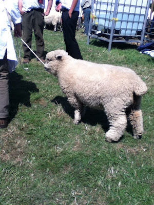 Okehampton show sheep