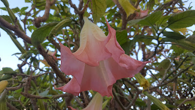 beautiful summer flowers