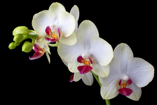 How to Care for Phalaenopsis Amabilis Orchids (Moth Orchids) / Anggrek Bulan 03/11/2018