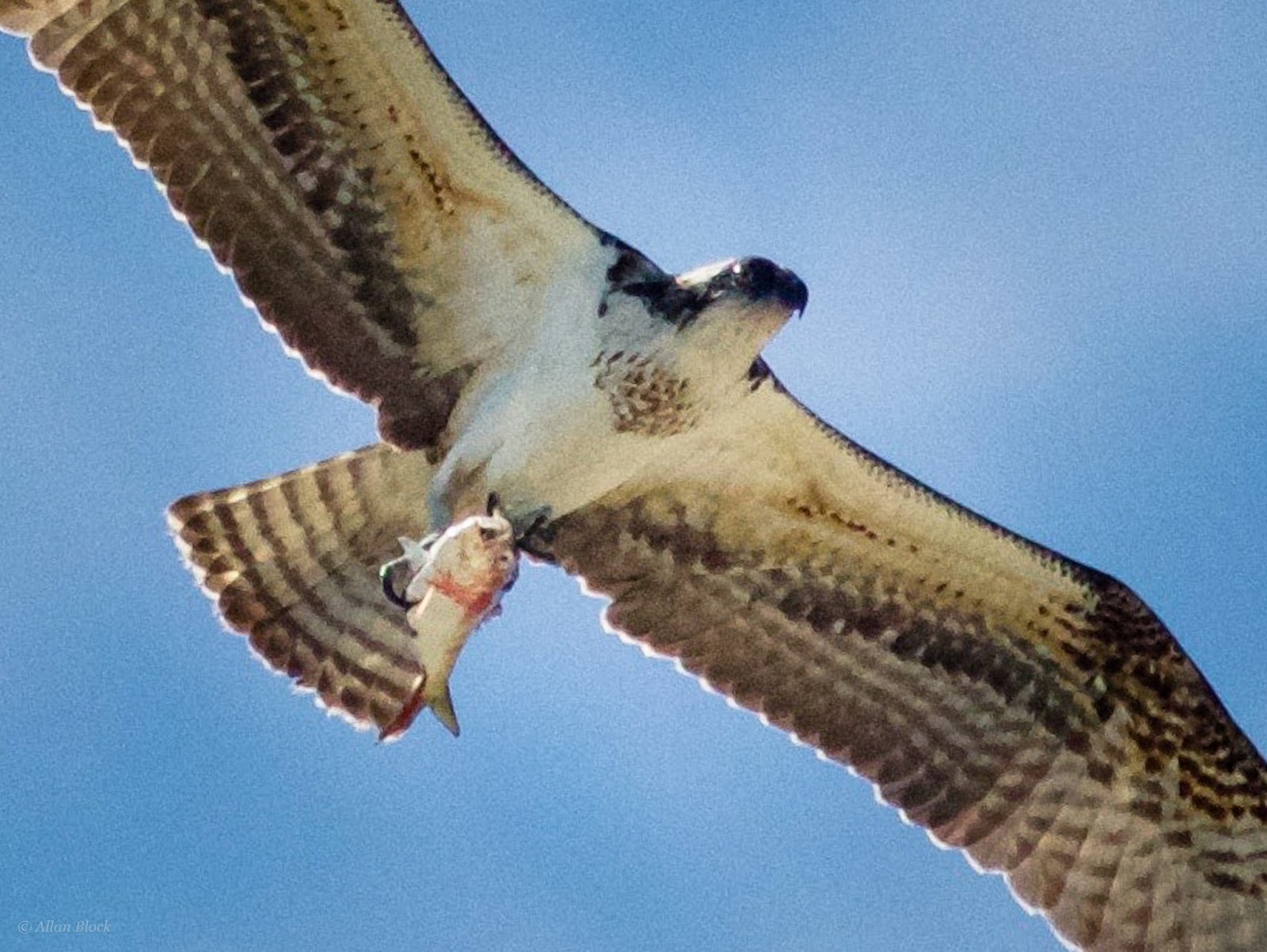 Feather Tailed Stories: Osprey, North Myrtle Beach, SC