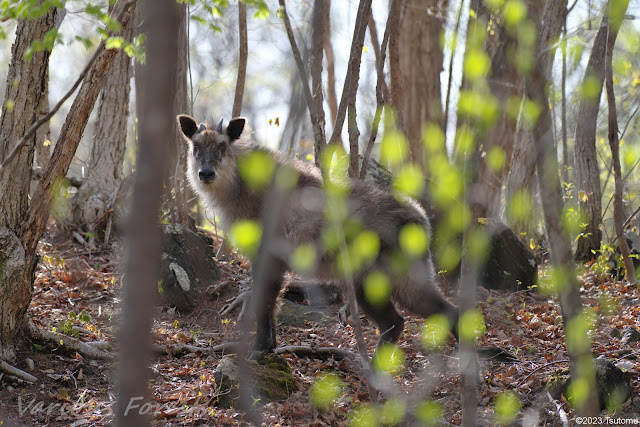 Japanese Serow