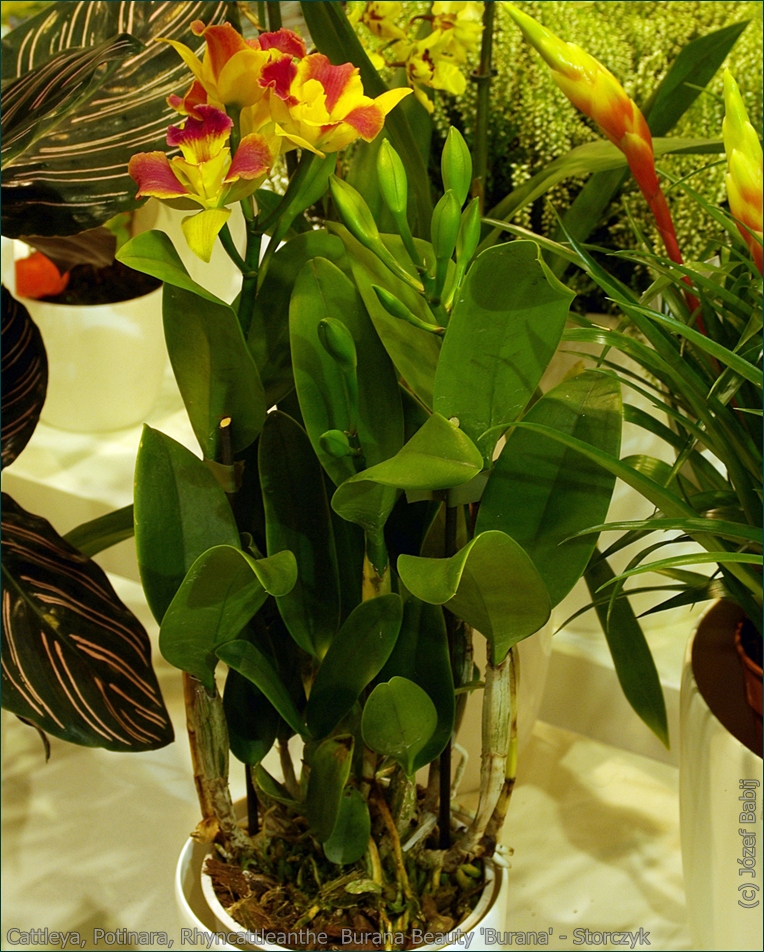 Cattleya, Potinara, Rhyncattleanthe  Burana Beauty 'Burana' - Storczyk