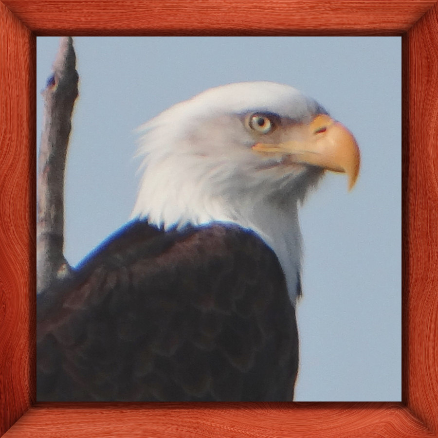 Bald Eagle- photo taken in Anchorage, Alaska