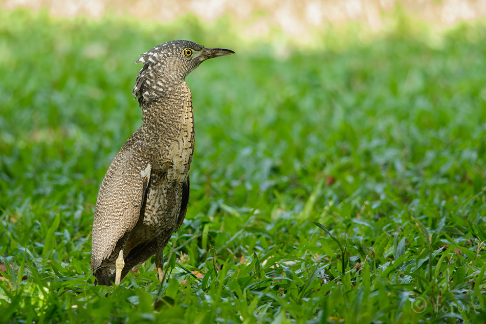 Ida-ööhaigur, Gorsachius melanolophus, Malayan Night-heron, haigur, Nycticorax, Malay, Malaysian, Tiger Bittern