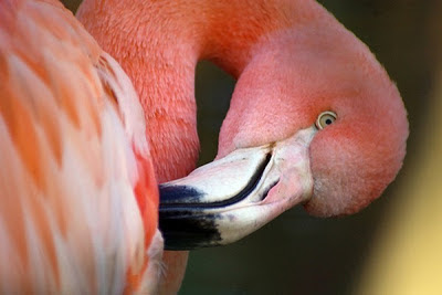 Flamingo - Burung Pink Yang Terkenal