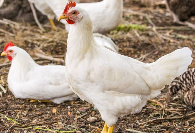 Apa Saja Penyebab Ayam Bangkok Betina yang Tidak Mau Bertelur?