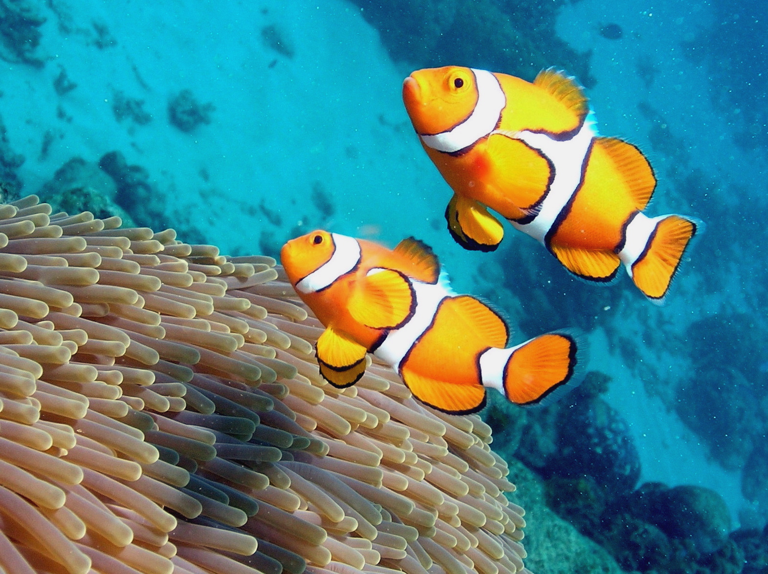 Clownfish Ikan  Badut Ikan Nemo  Wallpapers Pictures 