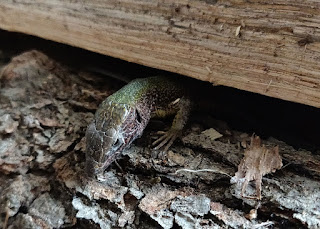 The little lizard that is in our wood pile