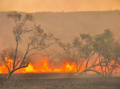 Trees silhouetted by a fast approaching brush fire in Australia