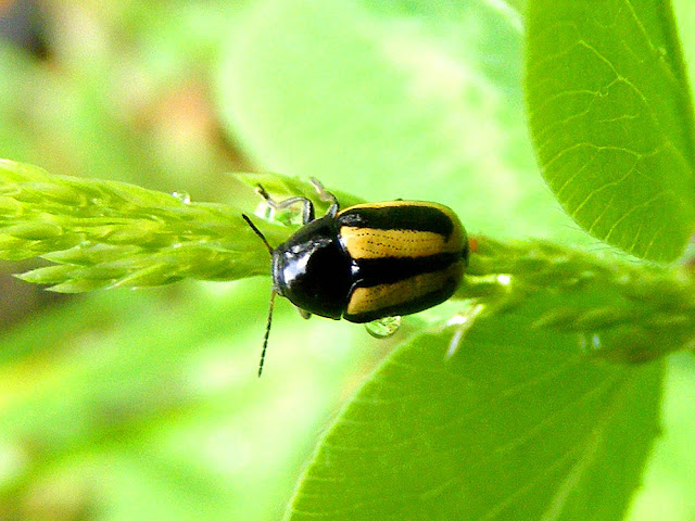 Turnip Flea Beetle Phyllotreta nemorum, Indre et Loire, France. Photo by Loire Valley Time Travel.