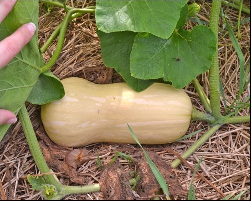 butternut squash