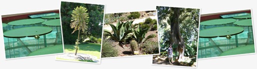 View Adelaide Botanic Gardens