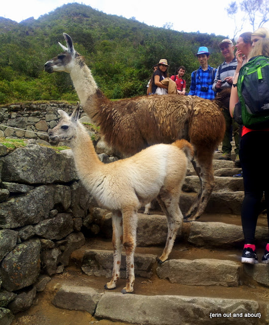 {ErinOutandAbout} The llamas of Machu Picchu