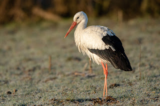 Wildlifefotografie Weißstorch Lippeaue Olaf Kerber