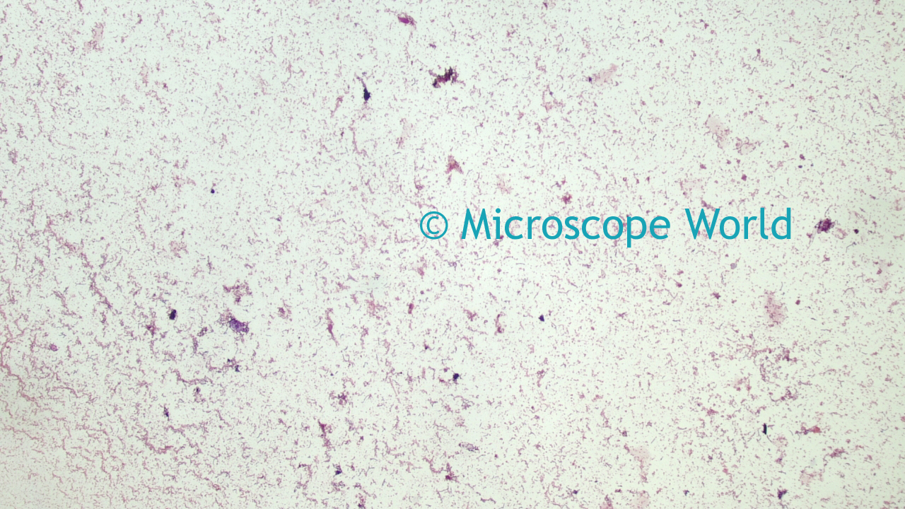 Microscope World Blog June 15