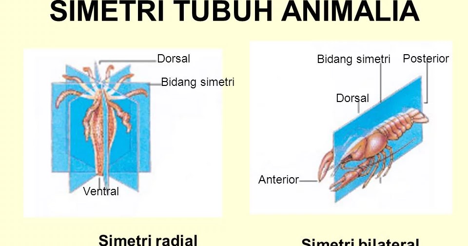 Pengertian Hewan  Simetri Radial  dan Bilateral Ciri dan 