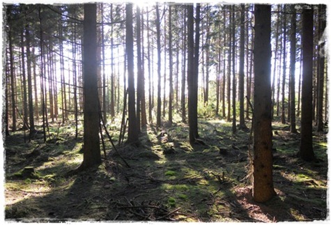 5 skogen