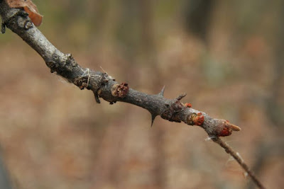 A Prickly Ash twig showing fuzzy, red buds and small thorns at nodes.