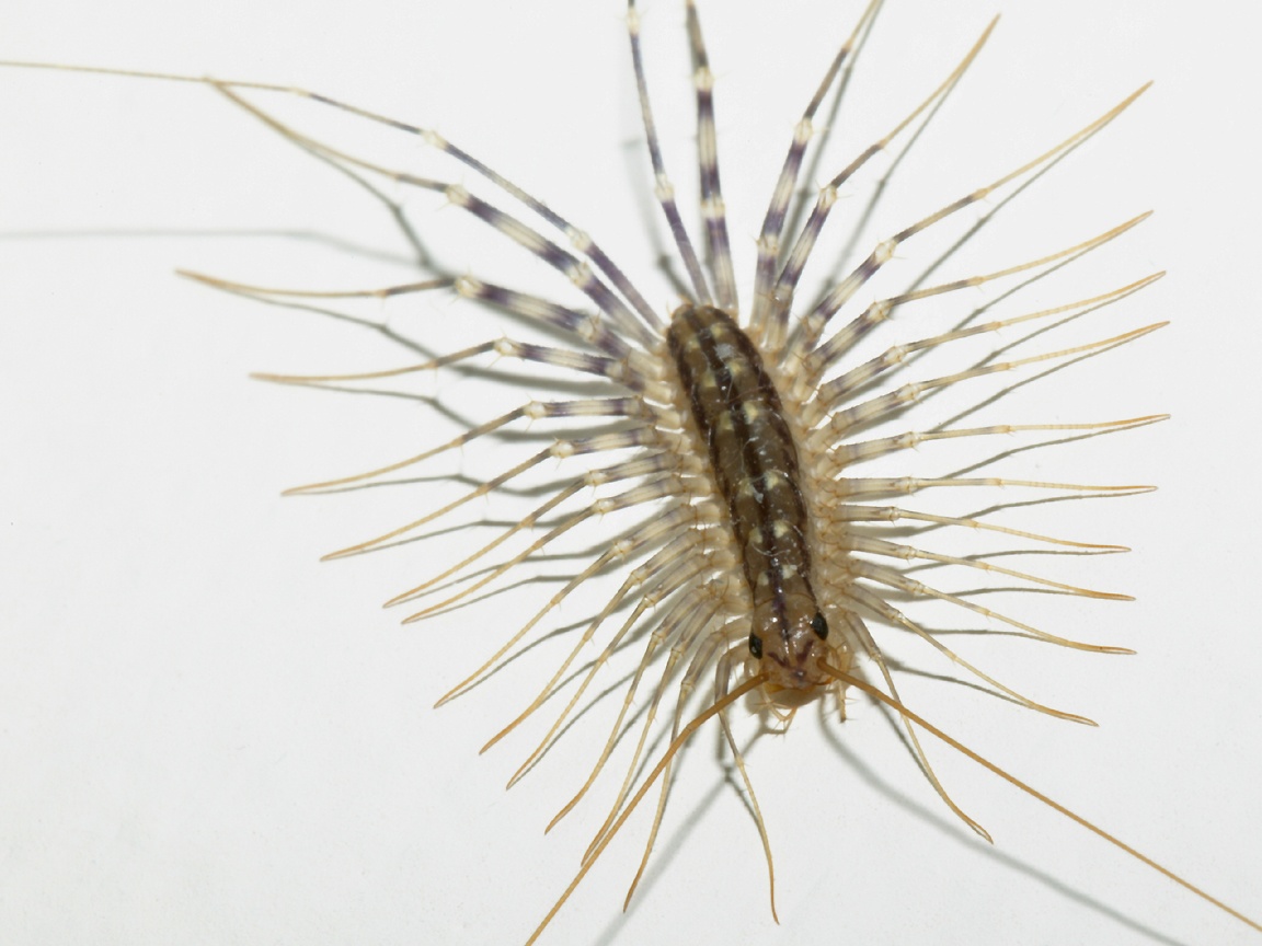 The Science Man's Blog: The House Centipede
