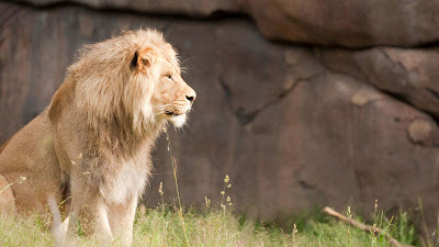 lion-close-up-image-hd