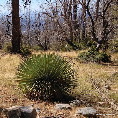 Hesperoyucca whipplei  (chaparral yucca)