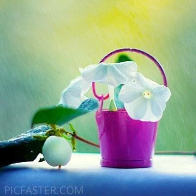 Most Beautiful Flowers Images For Whatsapp dp | Profile Pictures