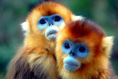 funny photos animals blue face monkeys