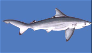 The Pondicherry Shark, Carcharhinus hemiodon