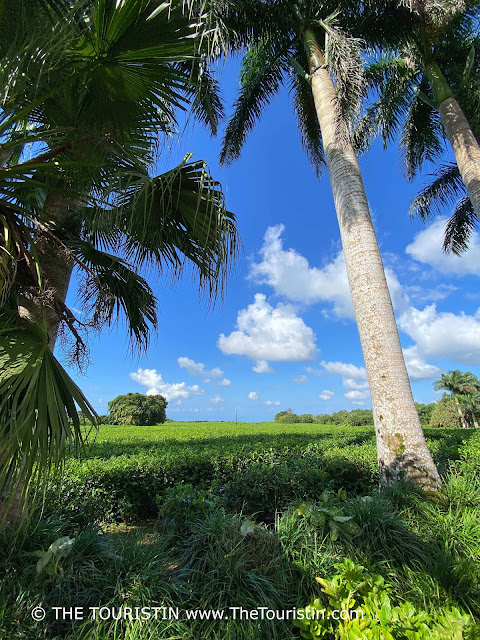 Palm trees on the edge of a field of lush tea bushes growing all the way to the horizon under a bright blue sky with fluffy white cumulus clouds.