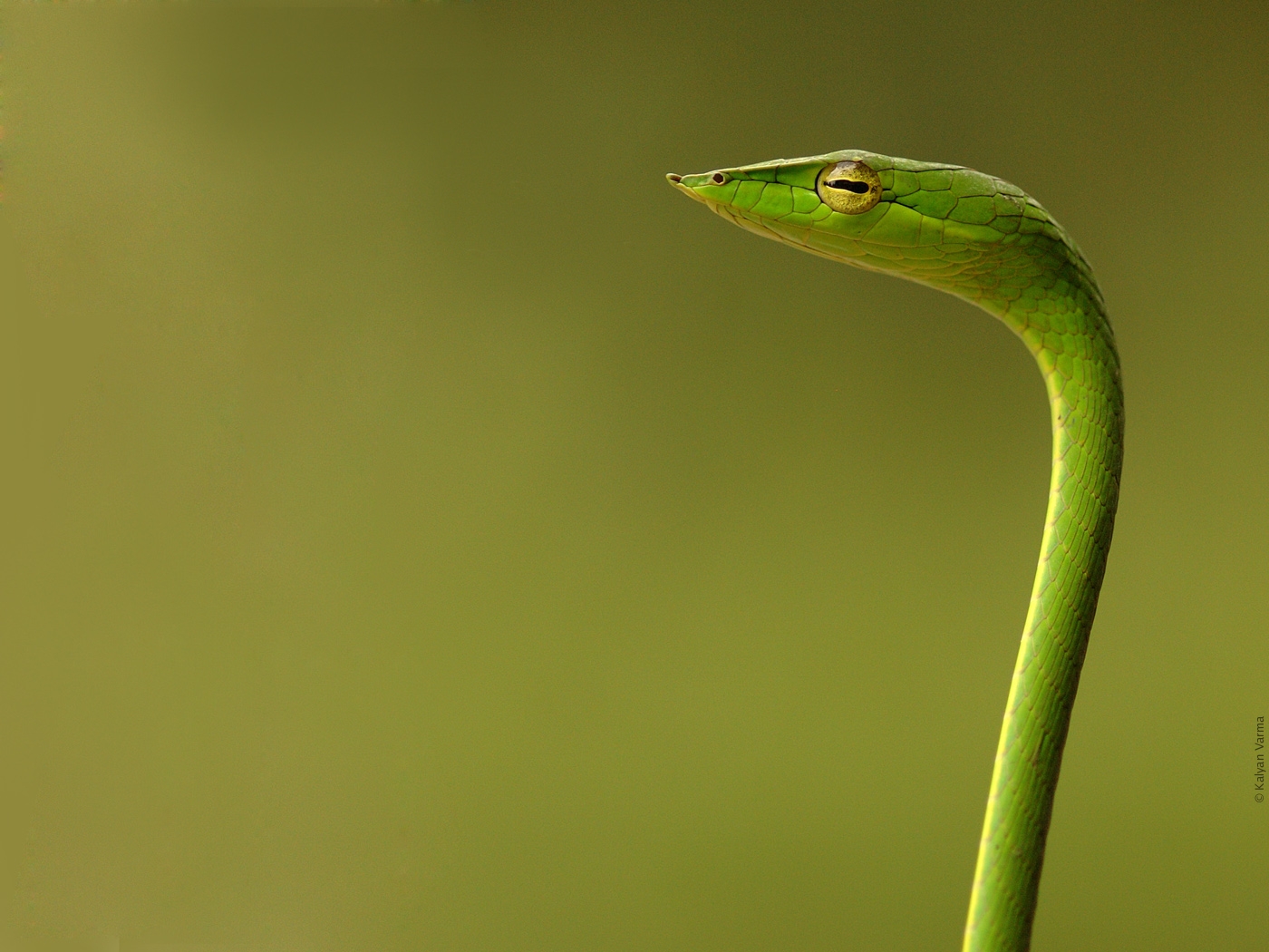 Beautiful Snake Wallpaper, Snake with Bird Wallpaper