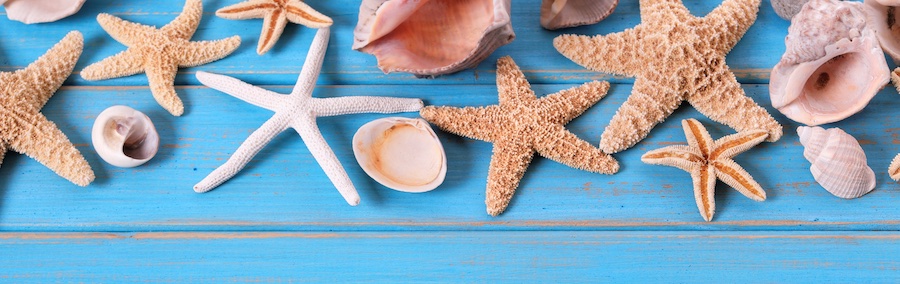 An assortment of starfish and seashells spread out on a blue boardwalk