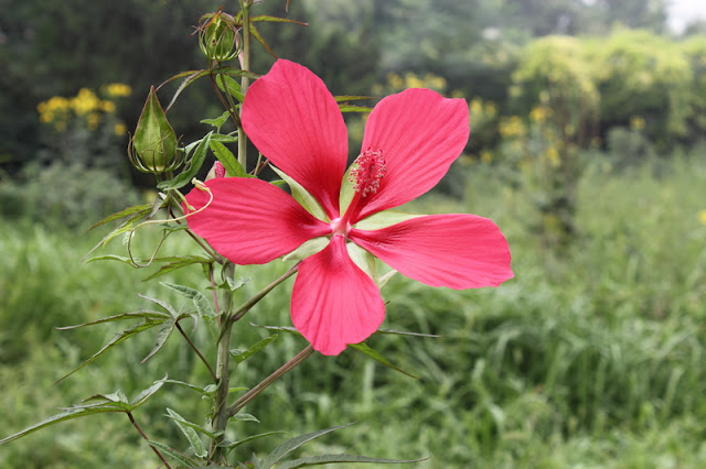 Scarlet Rosemallow Flowers Pictures