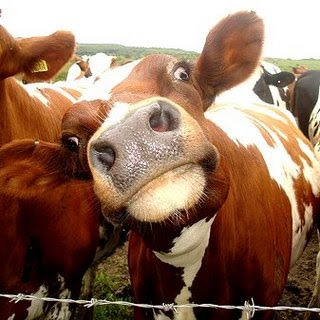 Funny Cow