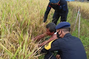 Personil Brimob Jabar Melaksanakan Patroli Ketahanan Pangan di Kampung Tangguh Desa Wanasaba Kidul