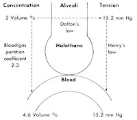 最小肺泡濃度 Minimal alveolar concentration, MAC