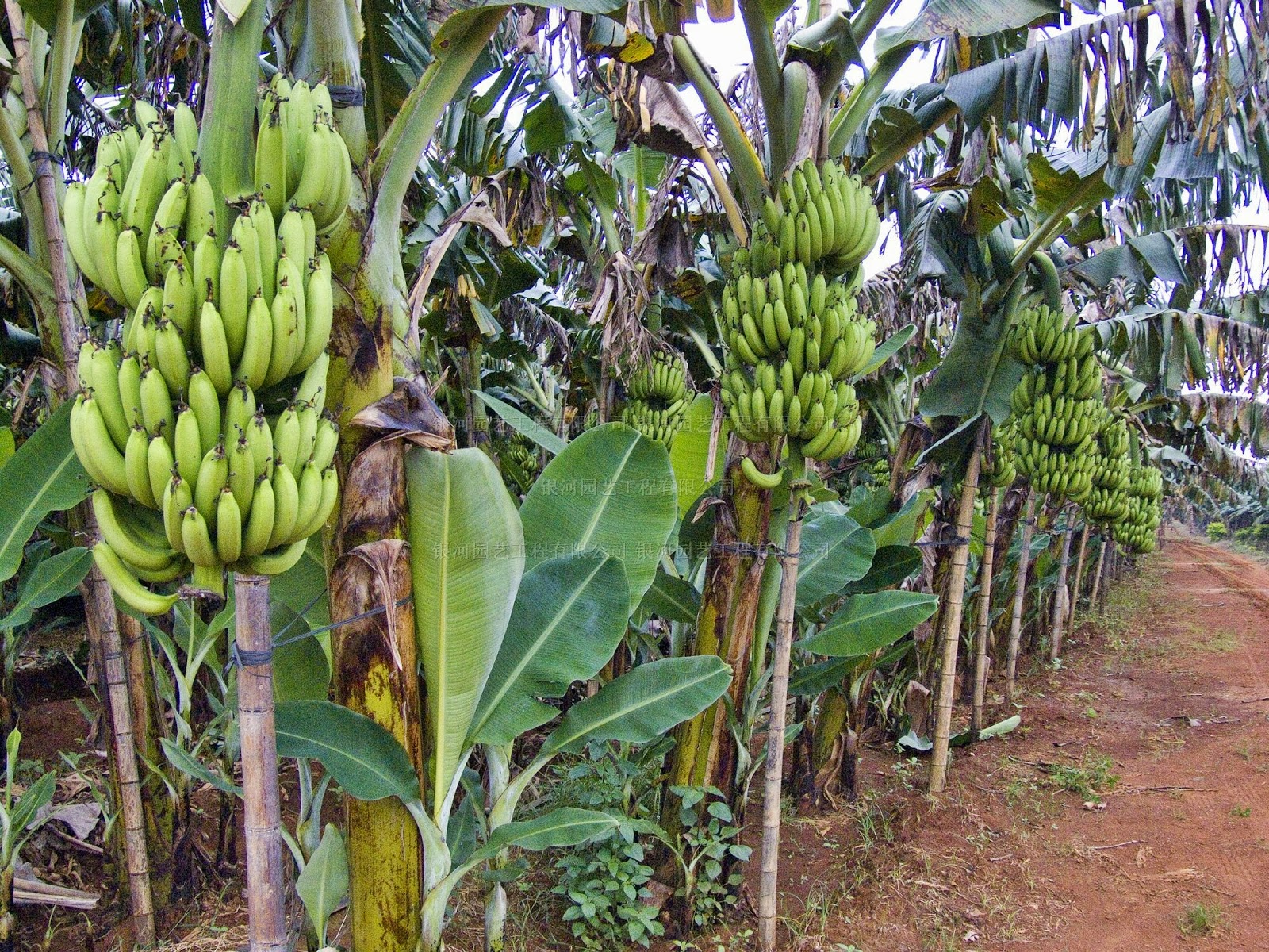  Budidaya  Tanaman Pisang  BUDIDAYAKU