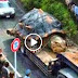 Creature Tortoise Discovered in Amazon