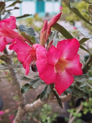 Puisi Adenium