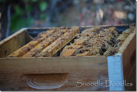 Beekeepers 09-11 013