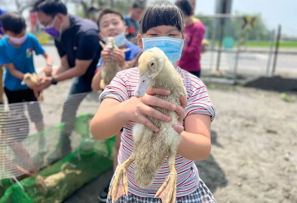 香田國小鴨間稻米香　小農夫放鴨管理生態田