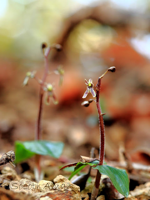 Neottia japonica